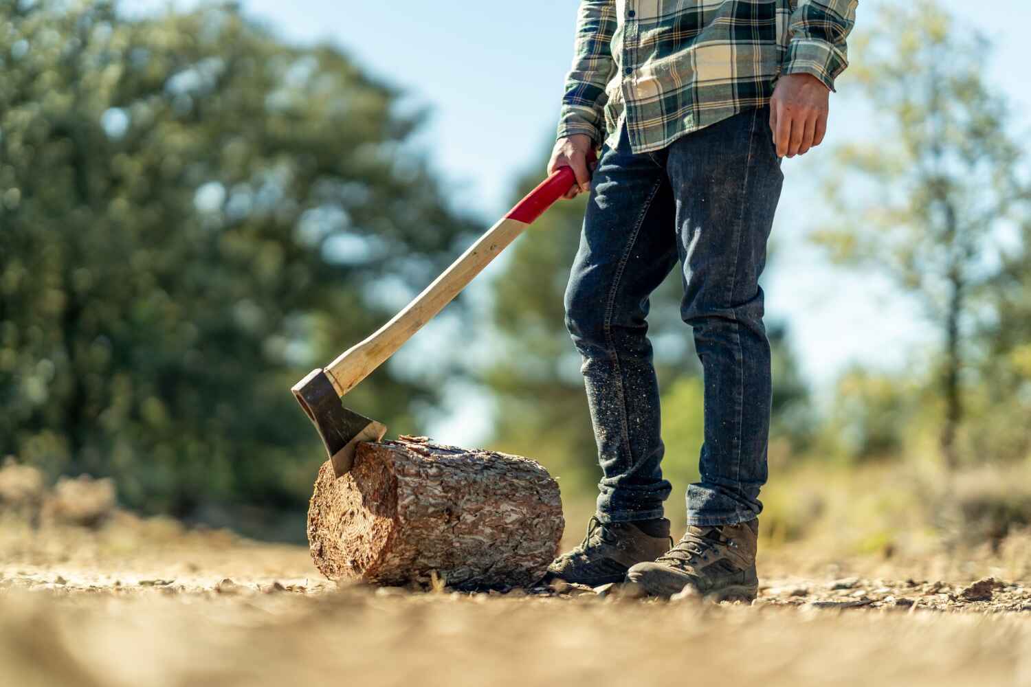 Tree Root Removal in Marianna, FL